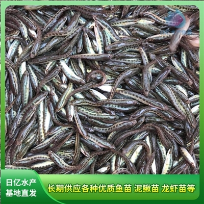 产品图片_广州市花都区赤坭日亿水产鱼苗养殖场